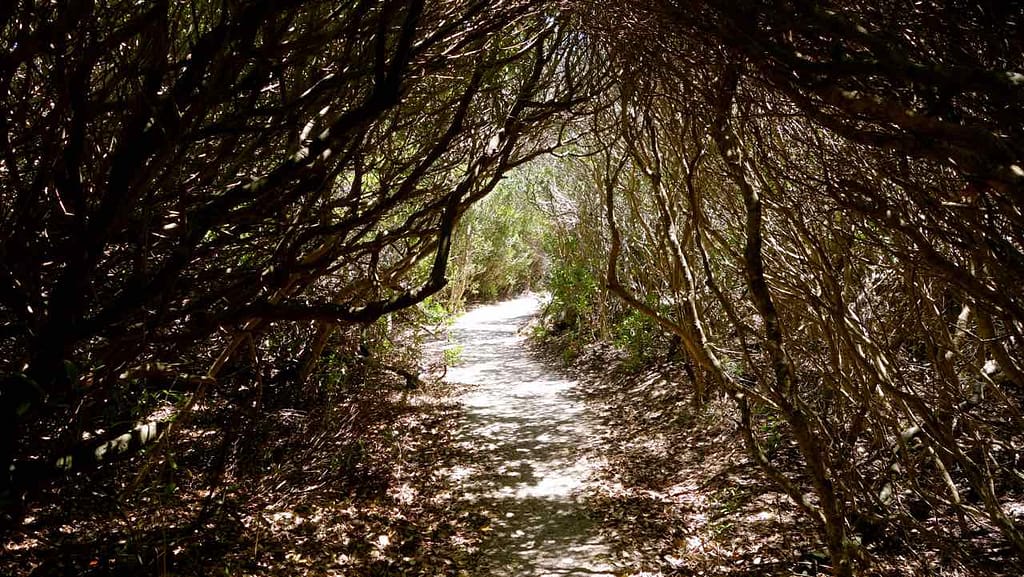 Hermanus Highlights, Buschallee