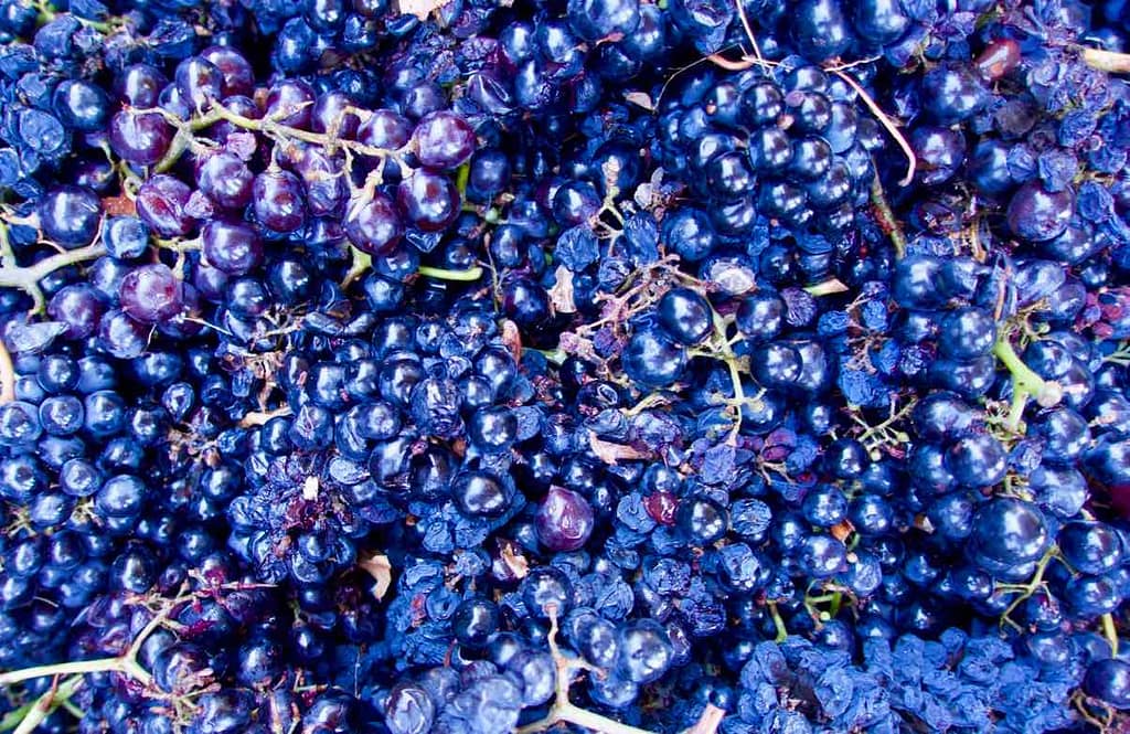 Douro Valley: Weintrauben © PetersTravel