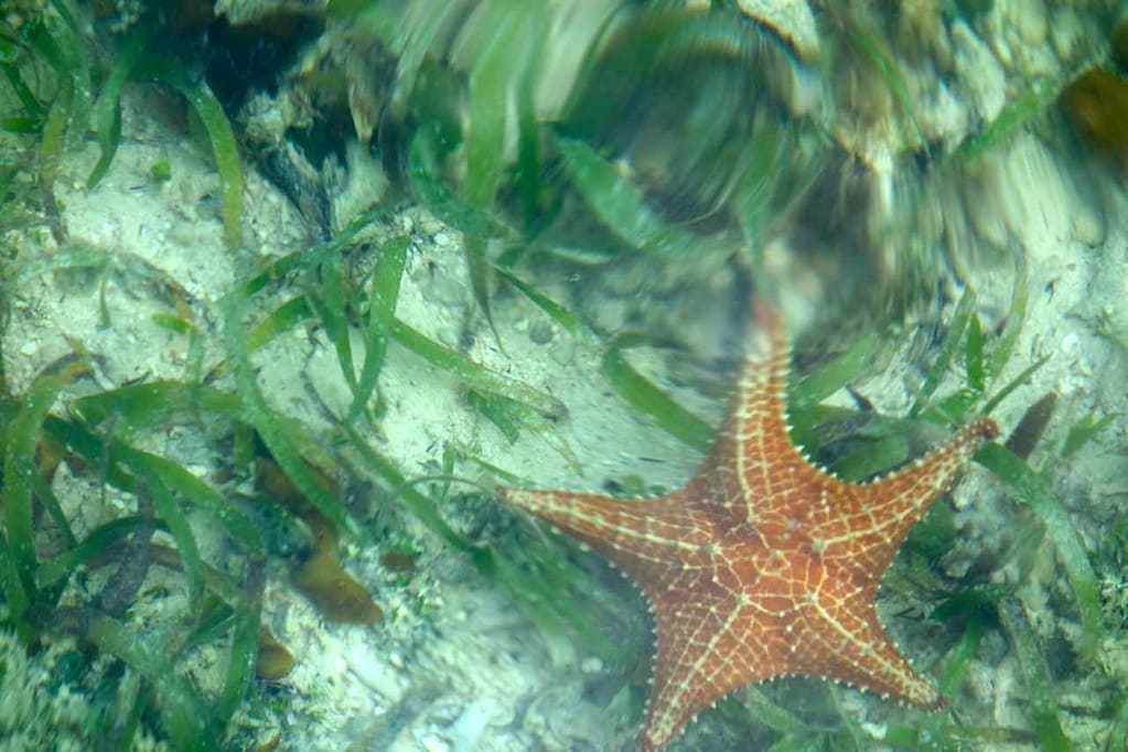 Panama, Bocas del Toro, Glasklares Wasser