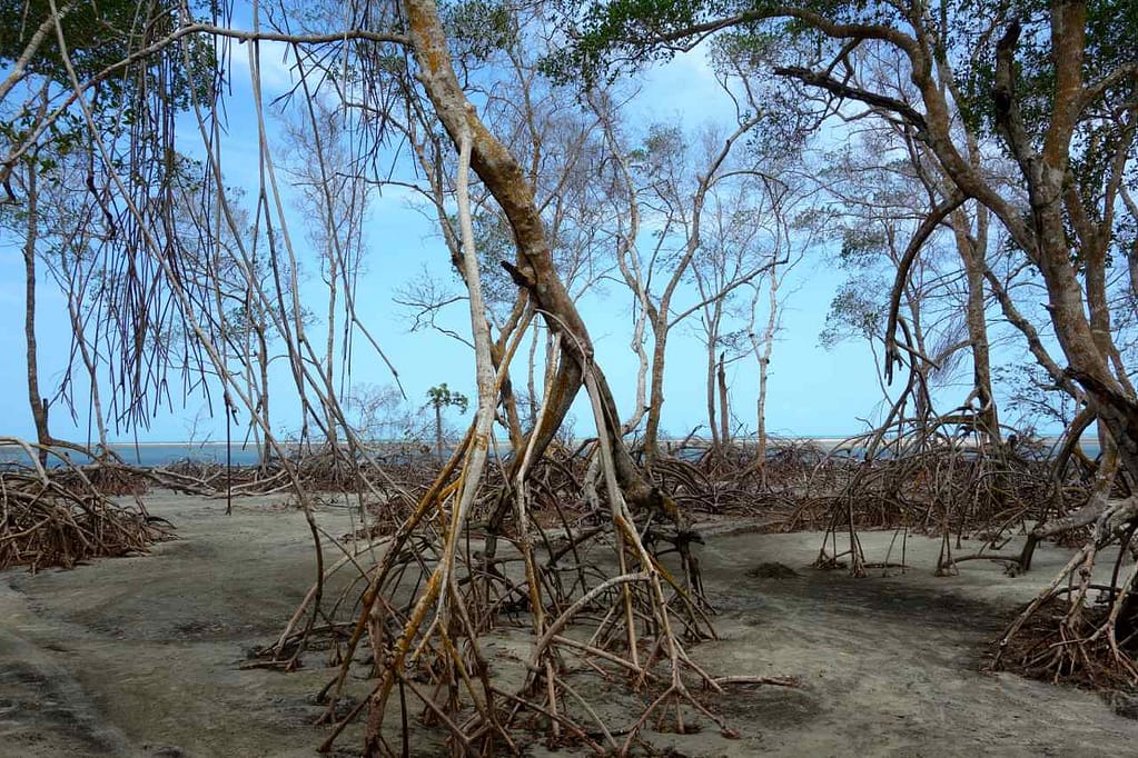 Mangroven vor Tatajuba