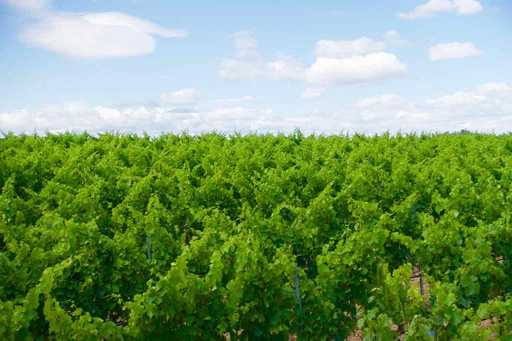 Weinberge im Priorat, Celler La Placeta, Spanien, Katalonien ©PetersTravel.de