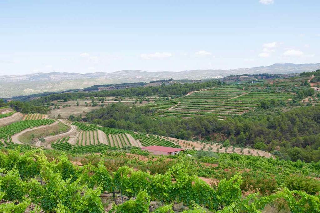 Weinprobe im Priorat, Celler La Placeta im Priorat, Katalonien; Weinberge @PetersTravel.de