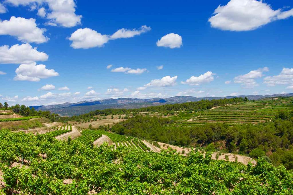 Weinprobe im Priorat, Celler La Placeta im Priorat, Katalonien; Weinberge mit Weinglas @PetersTravel.de