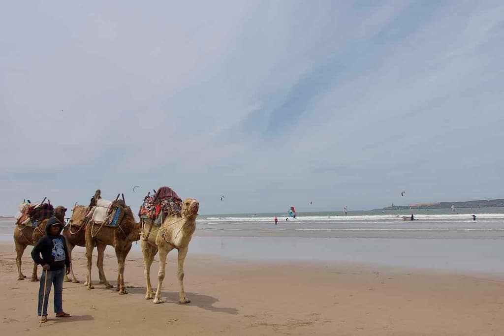 Essaouira, Marokko, Strand mit Kamelen ©PetersTravel