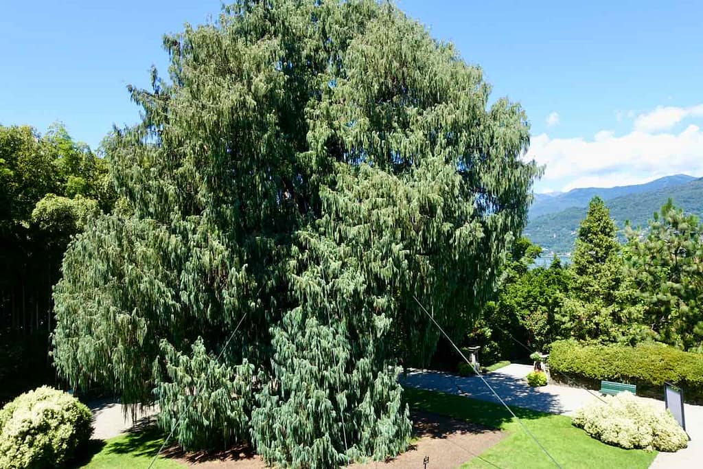 Kaschmir-Zypresse im Garten der Isola Madre auf dem Lago Maggiore