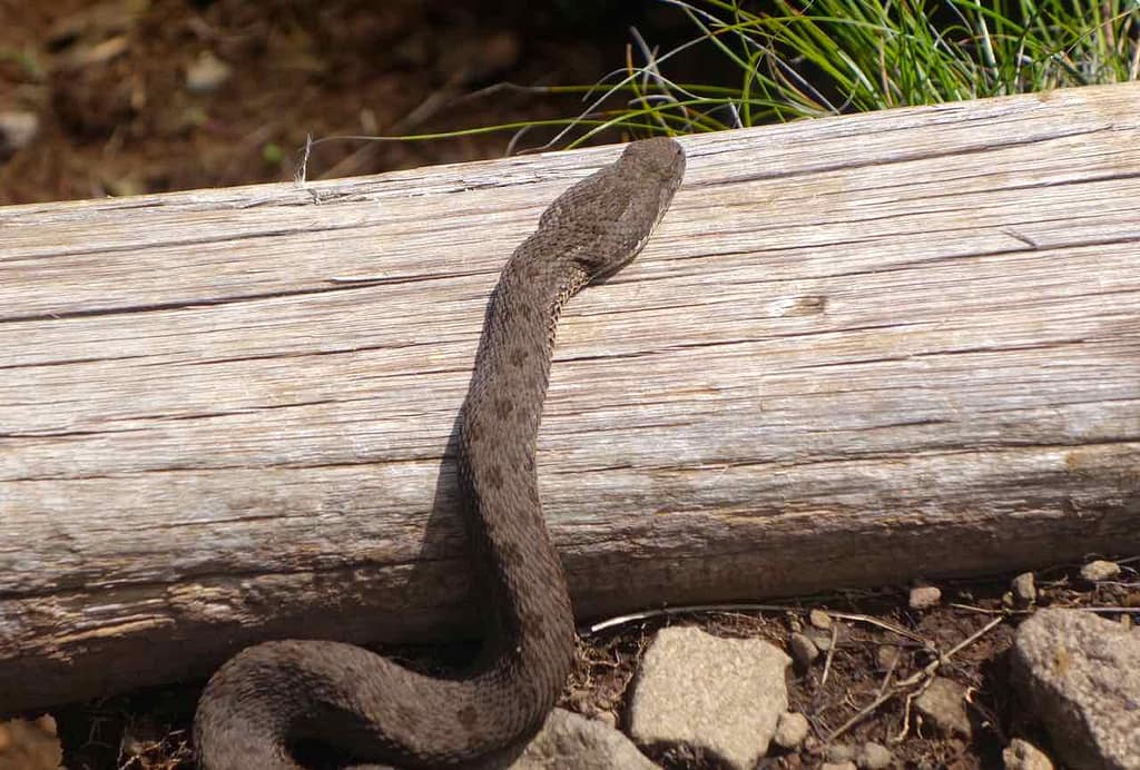 Südafrika, Northern Drakensberg, Schlange