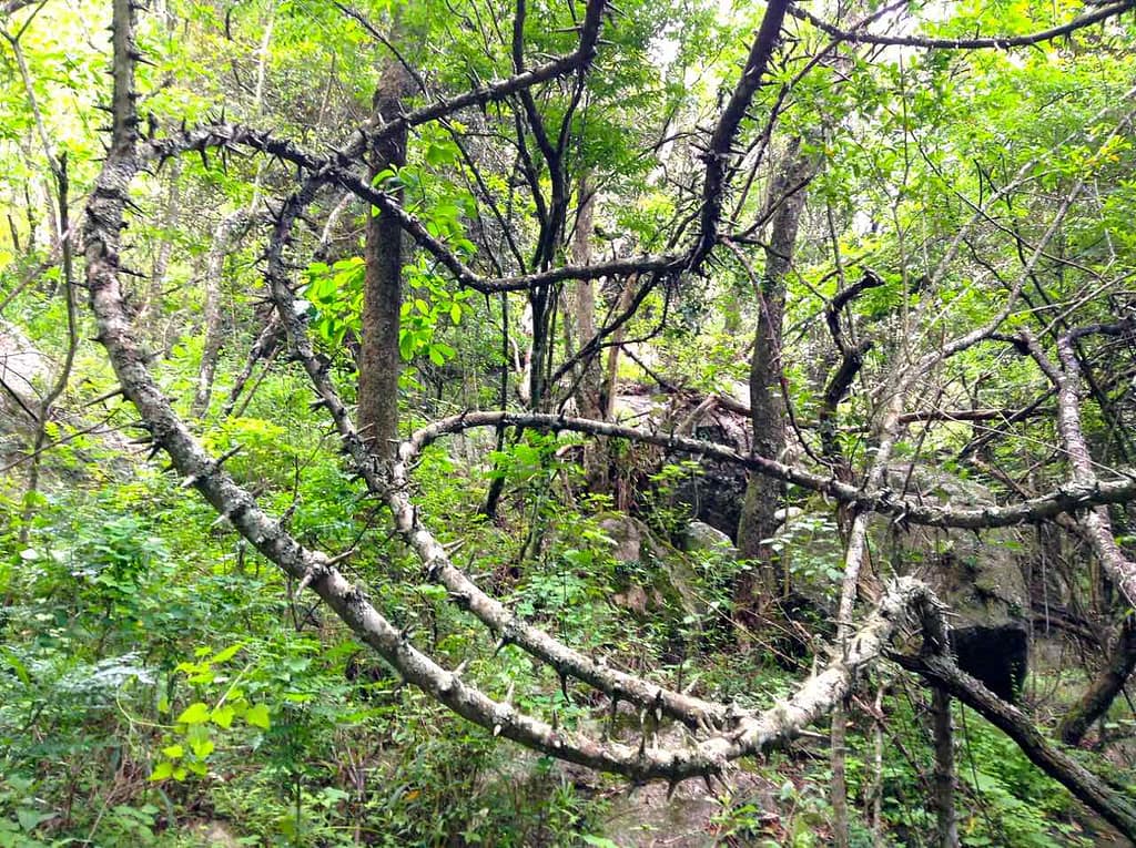 Swaziland, Trail vom Lidwala Backpacker 0