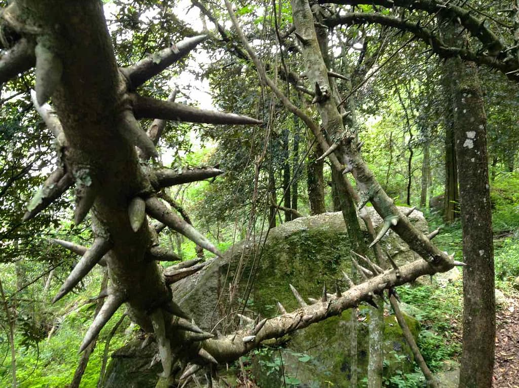 Swaziland, Trail vom Lidwala Backpacker