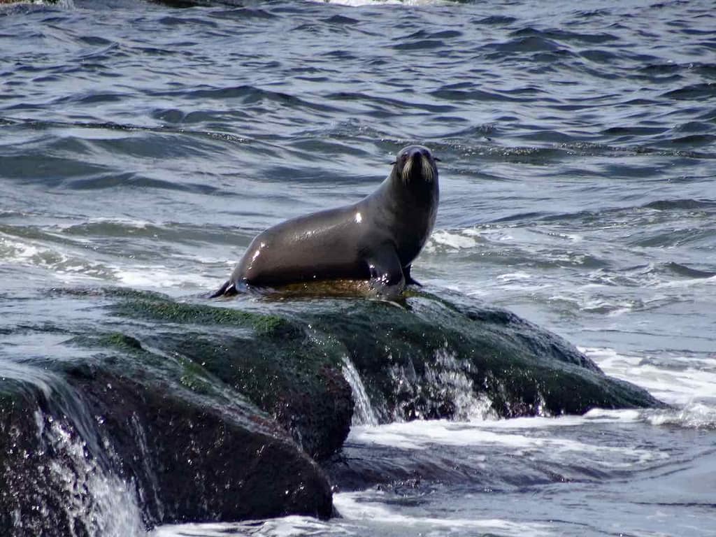 Cabo Polonio Uruguay, Einzelgänger, Foto Niels Skovgaard