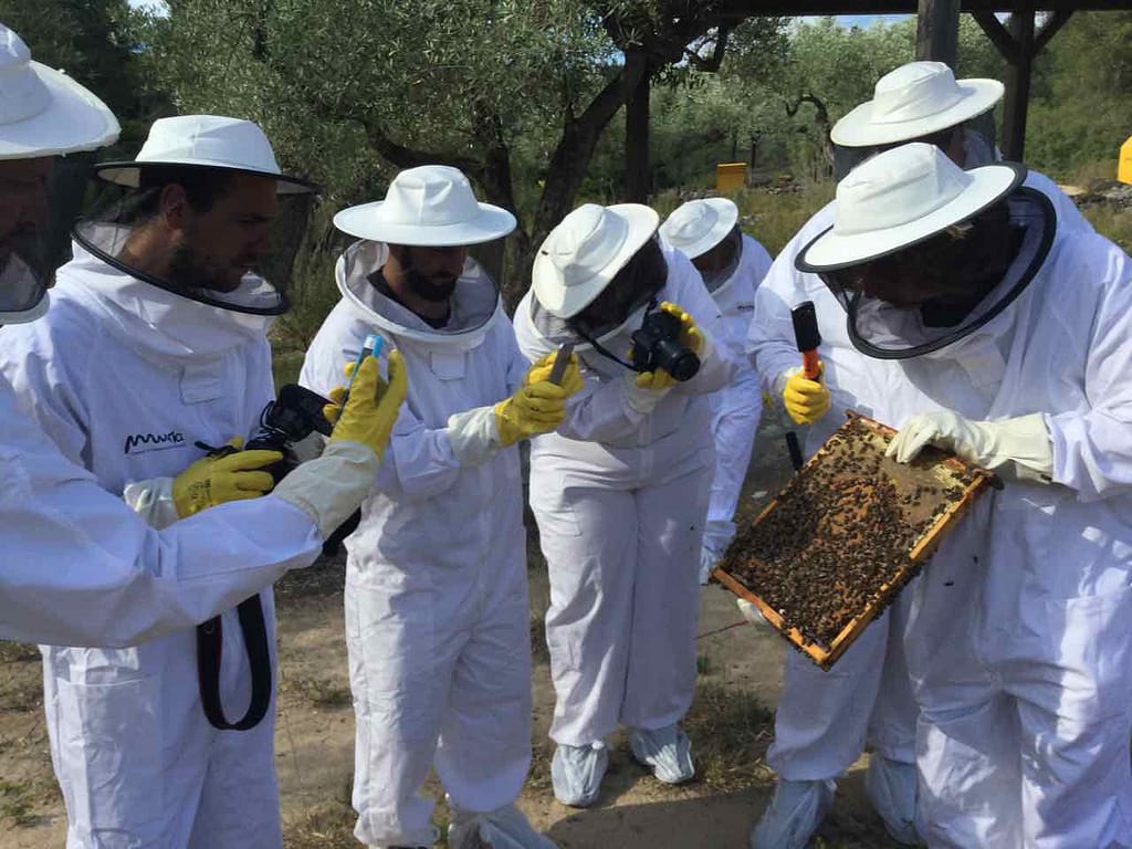 Imkerei Múria in El Perelló, Auf der Suche nach der Königin, Spanien Katalonien ©PetersTravel