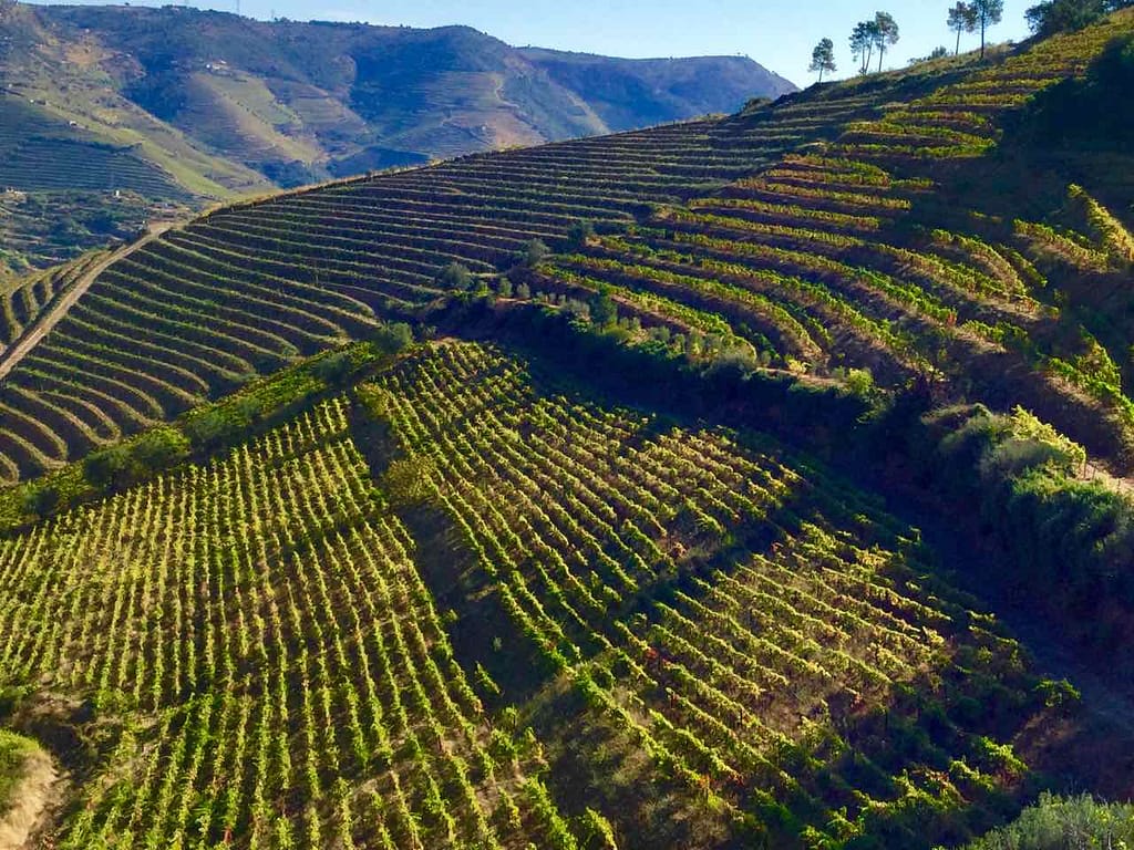 Douro Valley, Weinberge im September bei meinem Hotel Quinta do Casal Dronho © PetersTravel