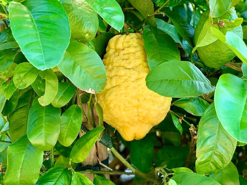 Cedro in Cannero Riviera am Lago Maggiore