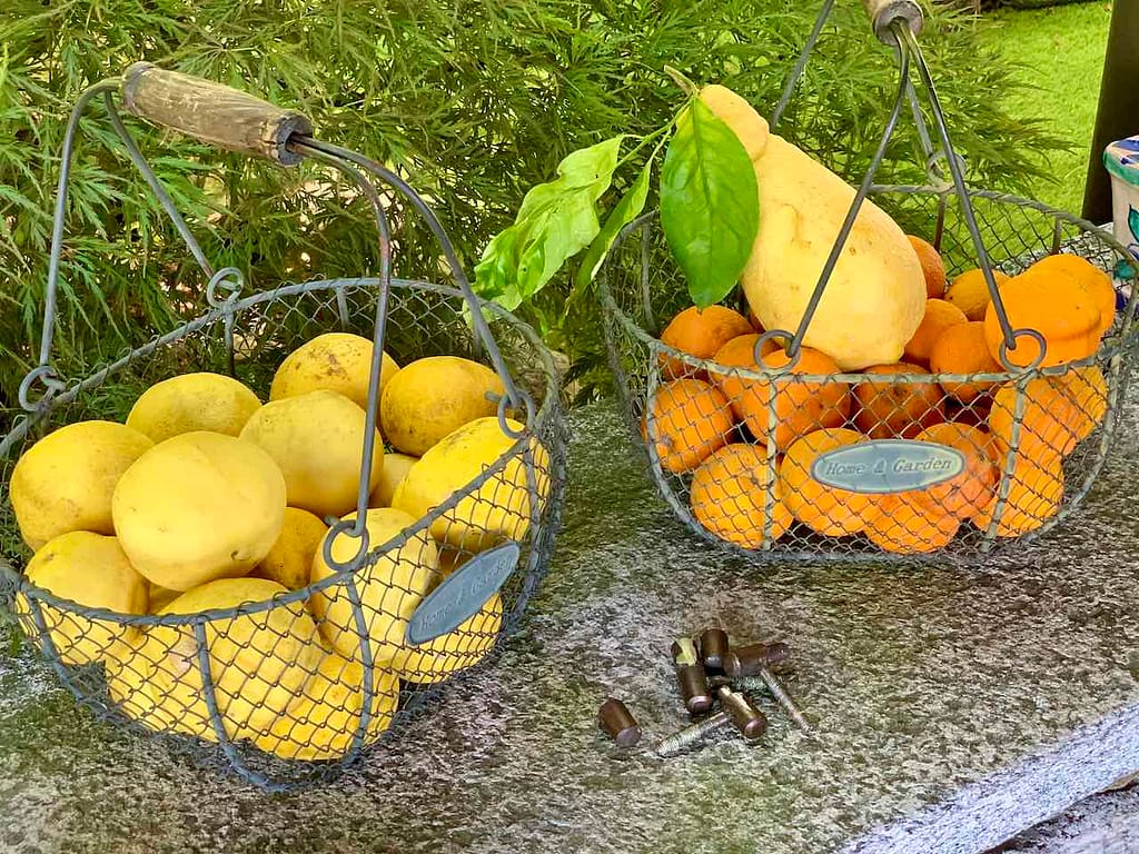 Zitrusfrüchte in Cannero Riviera