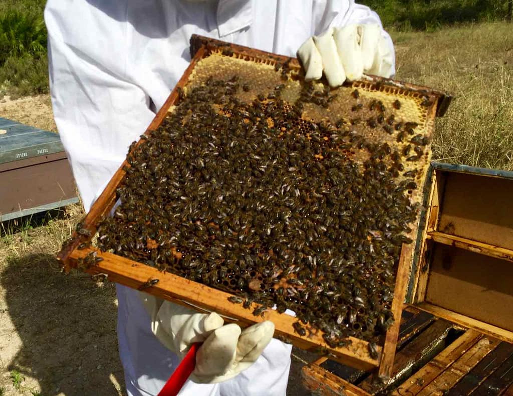 Imkerei Múria in El Perelló, Auf der Suche nach der Königin, Spanien ©PetersTravel