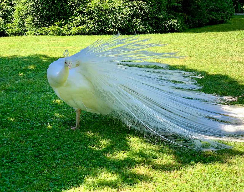 Pfau im Garten der Isola Bella auf dem Lago Maggiore, Italien
