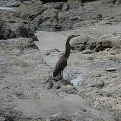 Costa Rica, Montezuma, Kormoran