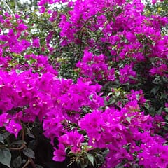 Panama, Boquete, Stadt der Blumen