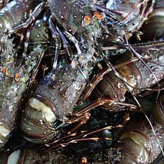 El Salvador, La Libertad, Fischmarkt