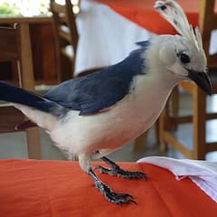 Isla Ometepe, Nicaragua, Vogel auf dem Frühstückstisch