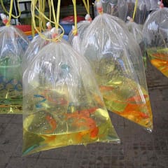 Kambodscha, Fische im Straßenverkauf