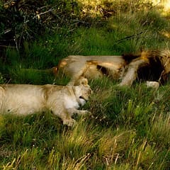 Südafrika, Schotia Private Game Reserve, Schlafendes Löwenpaar