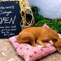 Hermanus, schlafender Hund vor Fishermans Cottage, Beitrgasbild 2