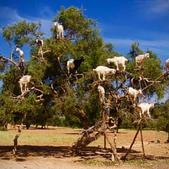 Ziegen, die auf Bäumen wachsen, nahe Essaouira in Marokko ©PetersTravel