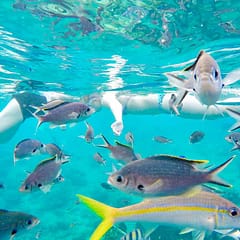 Tauchen und schnorcheln am Tugboat in Curacao Copyright Myronchitrip