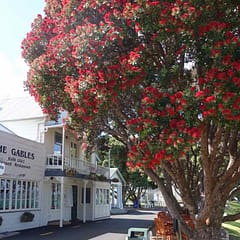 The Gables Restaurant mit blühendem Pohutukawa Baum in Russell in der Bay of Islands Neuseeland Copyright Peter Pohle peterstravel