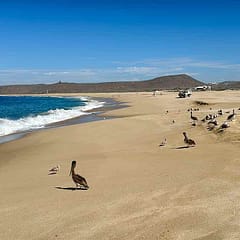 Strand Playa Punta Lobo mit Pelikanen, Todos Santos, Baja California © PetersTavel Peter Pohle