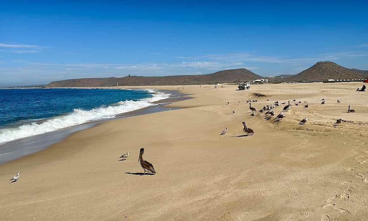 Strand Playa Punta Lobo mit Pelikanen, Todos Santos, Baja California © PetersTavel Peter Pohle