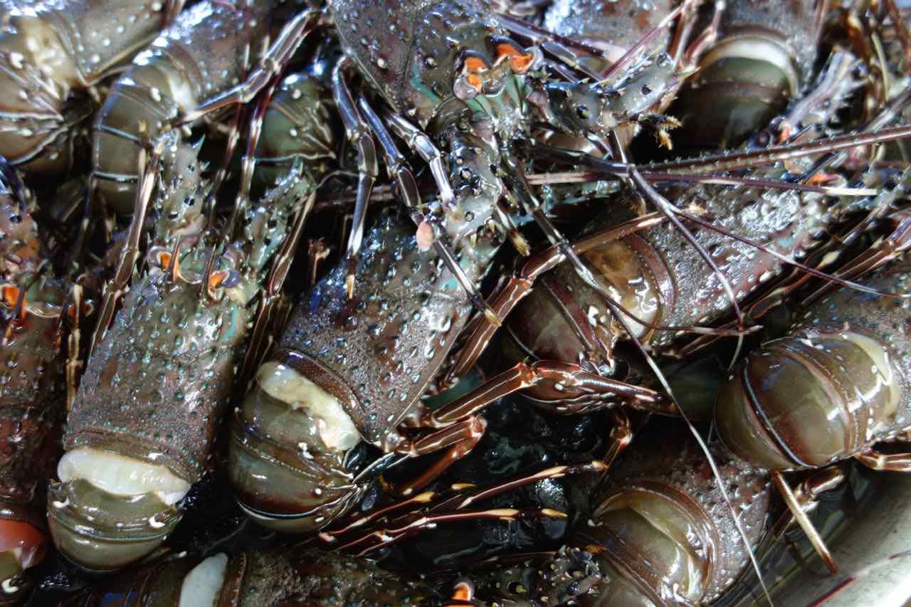 El Salvador, La Libertad, Fischmarkt