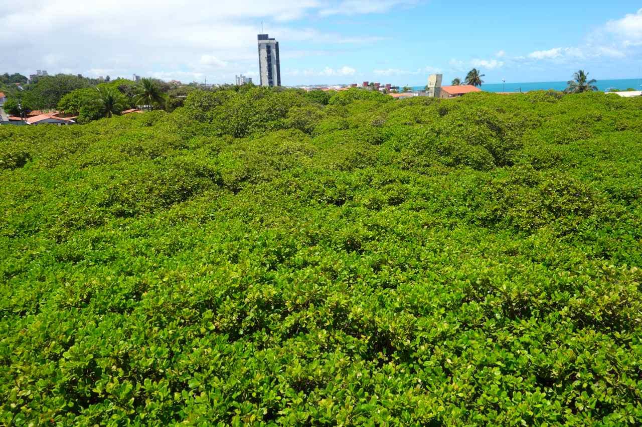 Brasilien, Pirangi do Norte, der größte Cashew-Nussbaum der Welt, der fast einen Straßenblock an Platz einnimmt.
