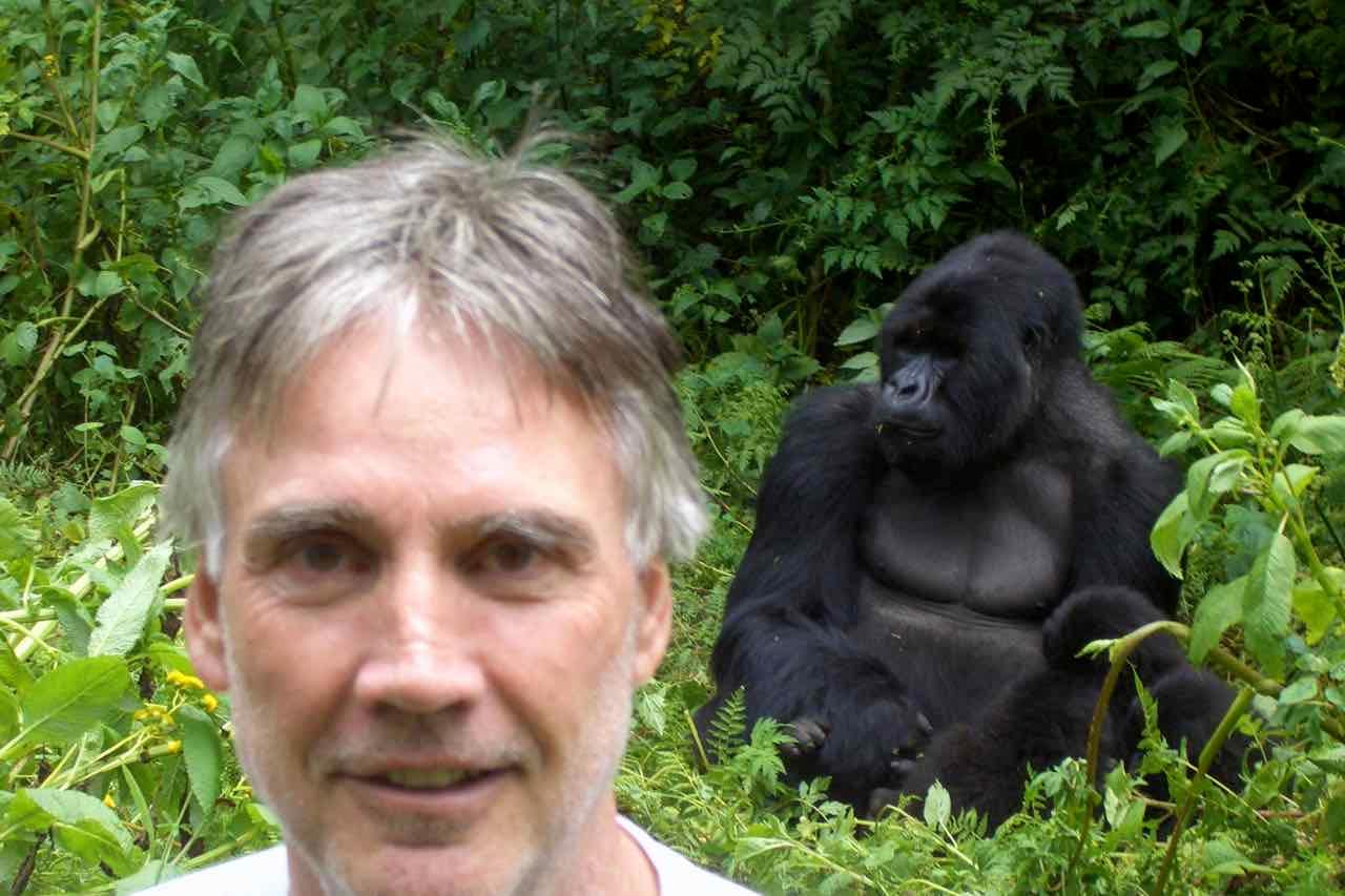 Silberrücken in Ruanda