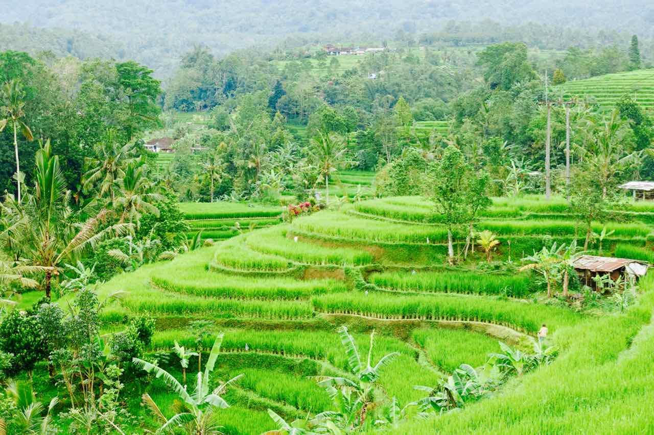 Bali Reisterrassen: Jatiluwih ©PetersTravel
