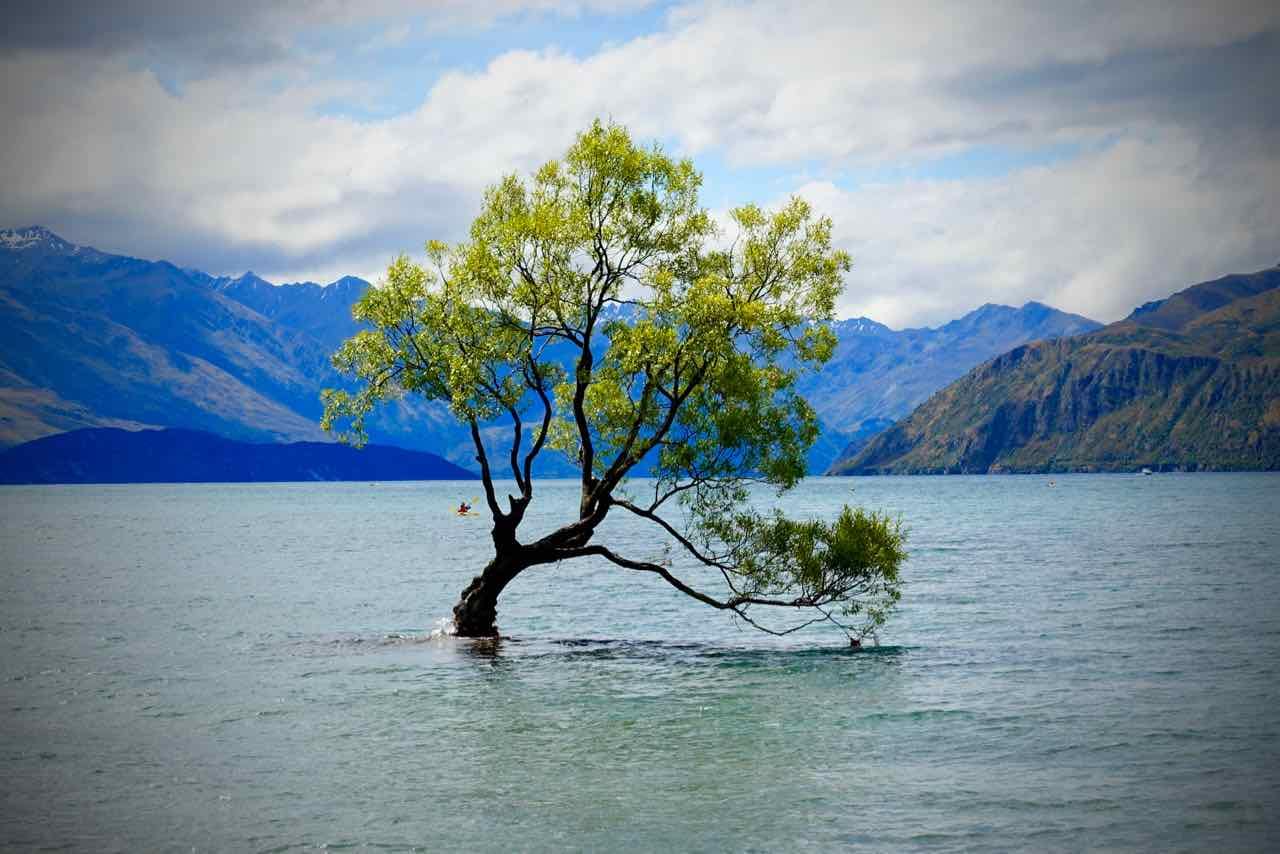 Wanaka Sehenswürdigkeiten The Wanaka Tree ©PetersTravel