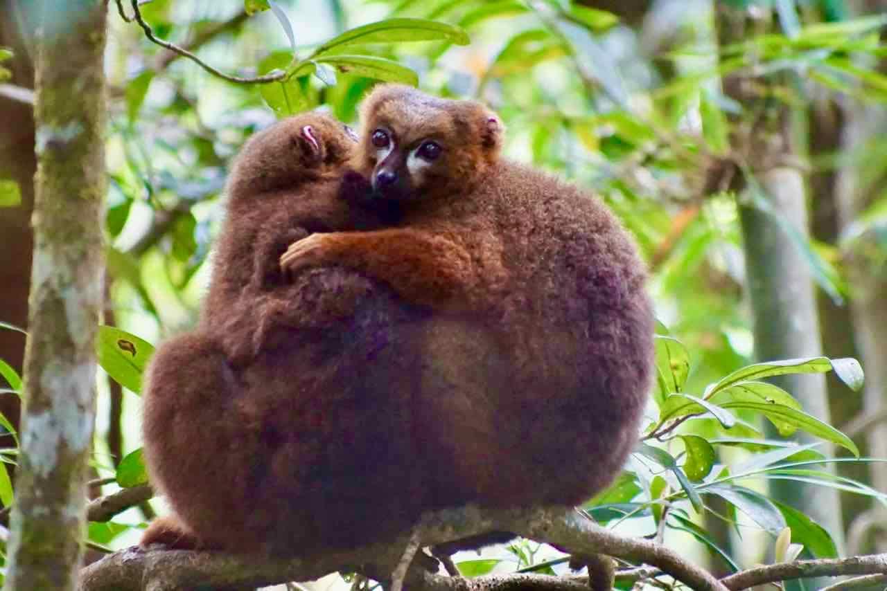 Lemuren im Ranomafana Nationalpark, Madagaskar