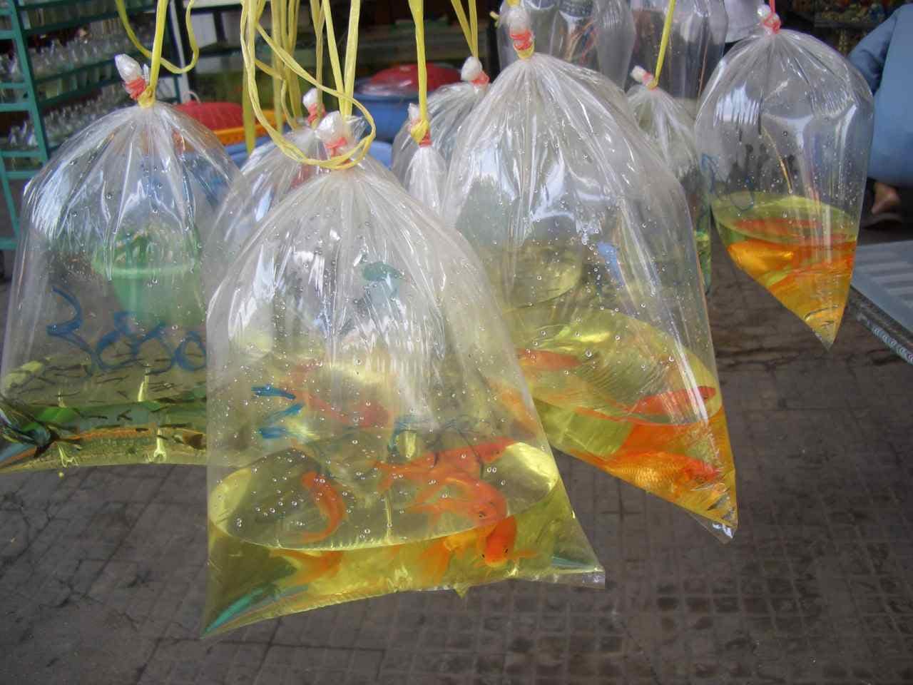 Kambodscha, Fische im Straßenverkauf