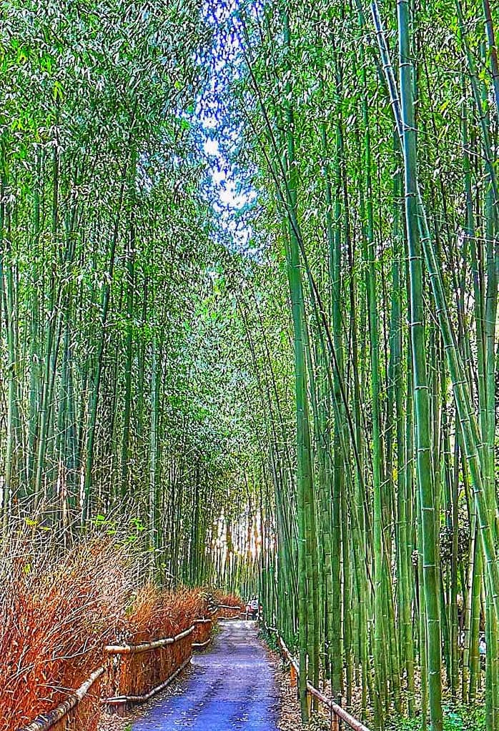 Bambuswald in Arashiyama, Kyoto