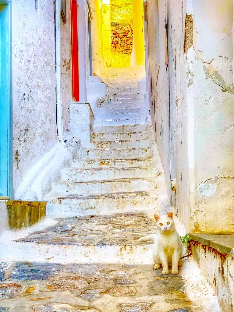 Katzen auf der griechischen Insel Hydra sind allgegenwärtig