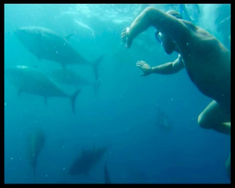 Schwimmen mit Thunfischen in L'Ametlla de Mar Foto: @TunaTours