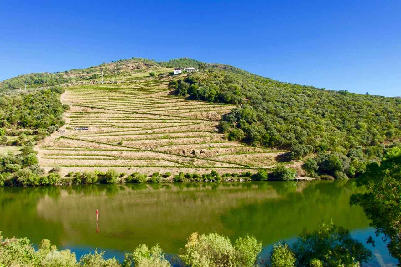 Douro-Tal: Weinberge im September, vom Zug aus gesehen... © PetersTravel
