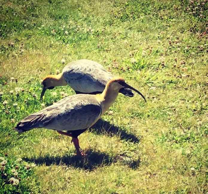 El Calafate Patagonien, Vögel auf dem Weg zur Lagune Nimez